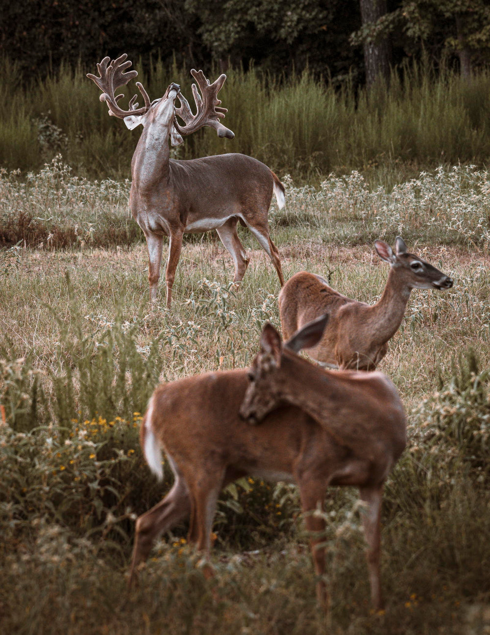 Whitetail Deer Hunt - Deposit plus Trophy Fee