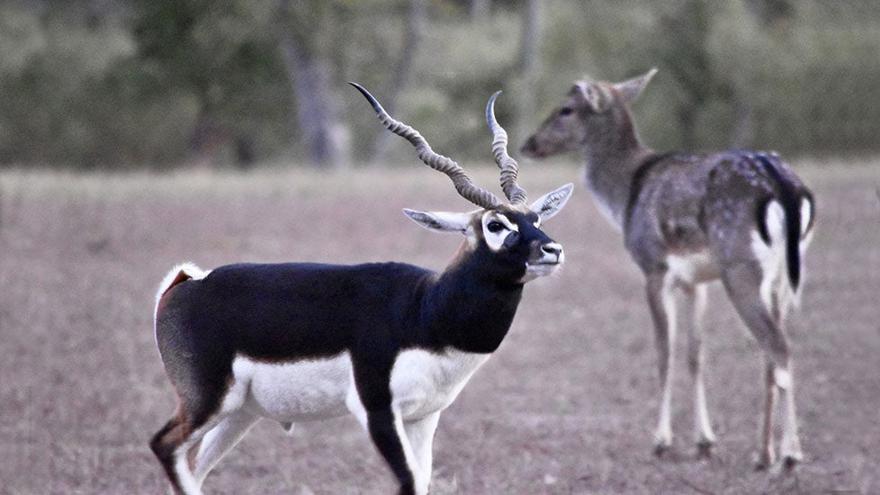 Blackbuck Antelope Hunt - Deposit plus Trophy Fee