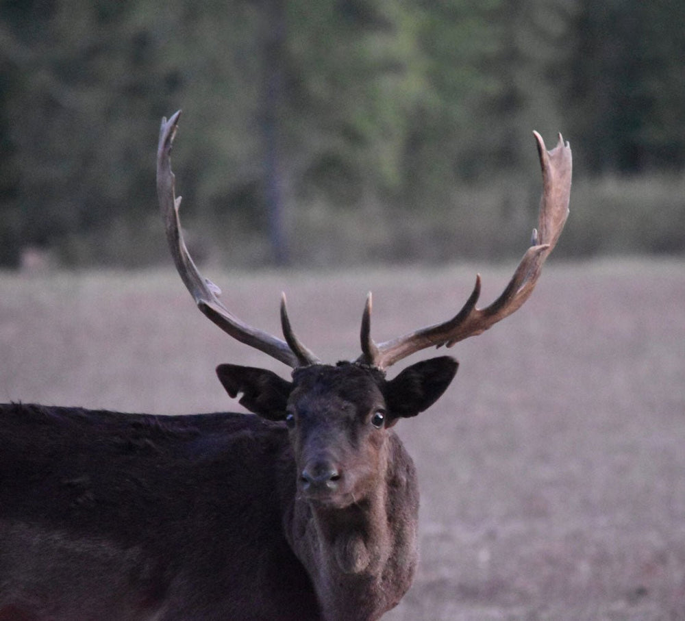 Fallow Deer Hunt - Deposit plus Trophy Fee